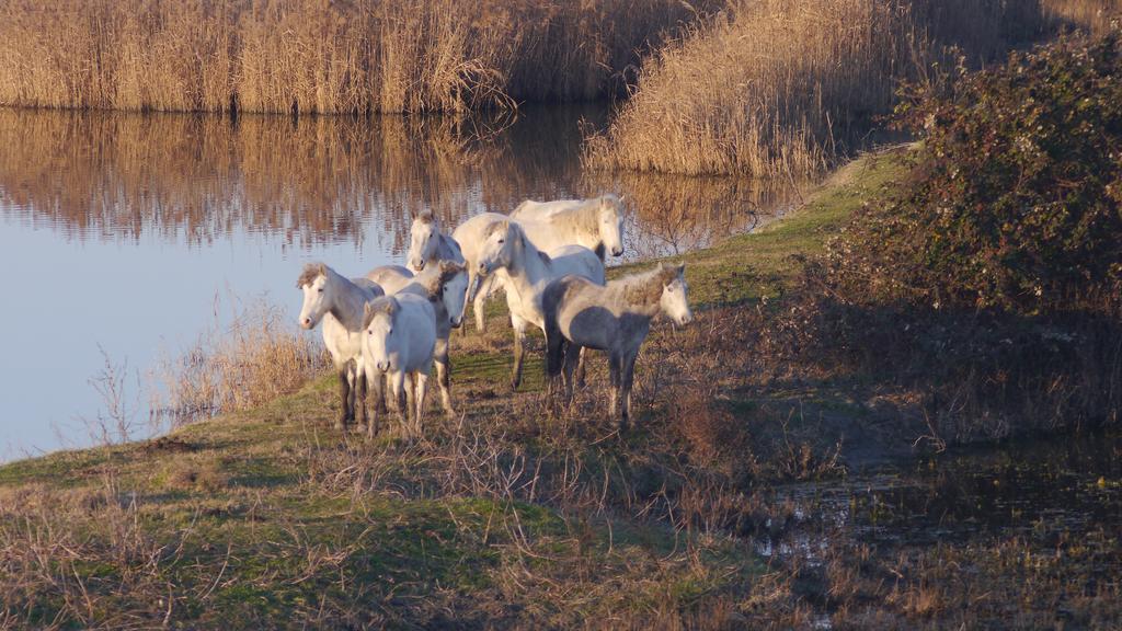 Villetta Parco Sir Llido Degli Estensi Luaran gambar