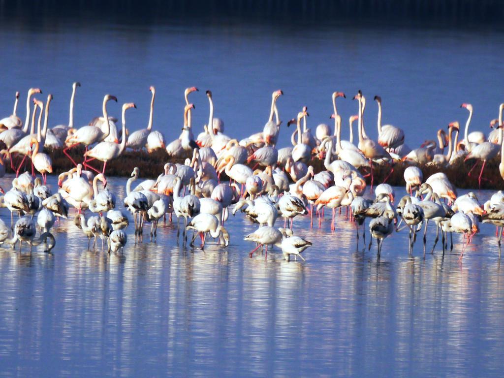 Villetta Parco Sir Llido Degli Estensi Luaran gambar